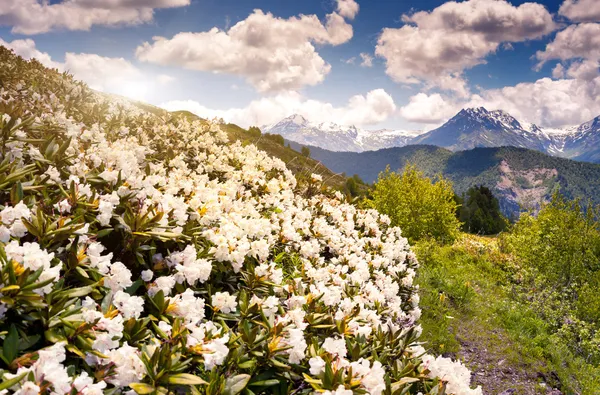 Alpské louky s květy, rododendron — Stock fotografie