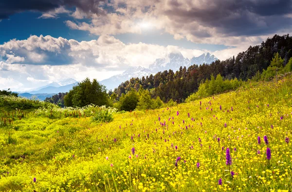 Vacker utsikt över alpina ängar — Stockfoto