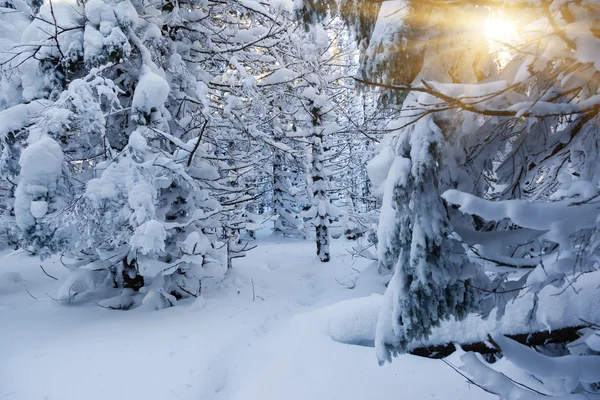 Fantastiskt vinterlandskap — Stockfoto