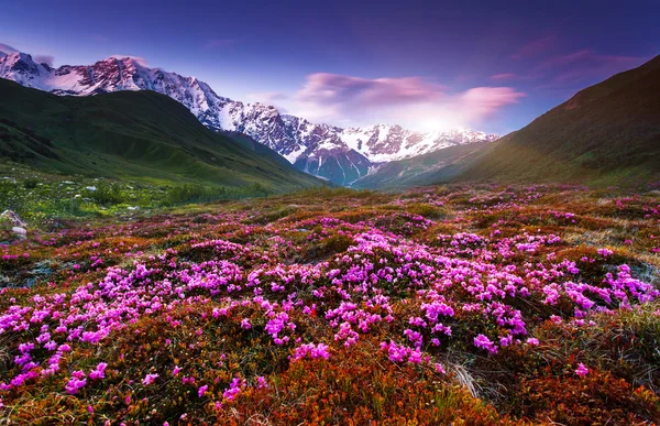 Colorful sunset and rhododendron bloom — Stock Photo, Image