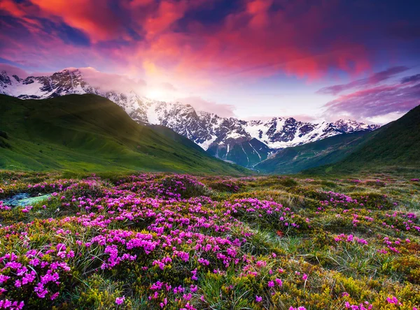 Pôr do sol colorido e flor azaléia — Fotografia de Stock