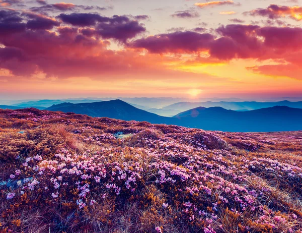 Pembe Rhododendron çiçekleri — Stok fotoğraf