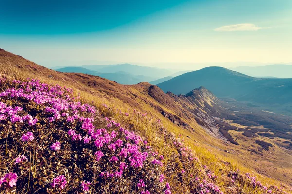 Růžové Rododendron květiny — Stock fotografie