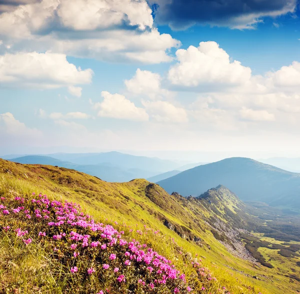 Růžové Rododendron květiny — Stock fotografie