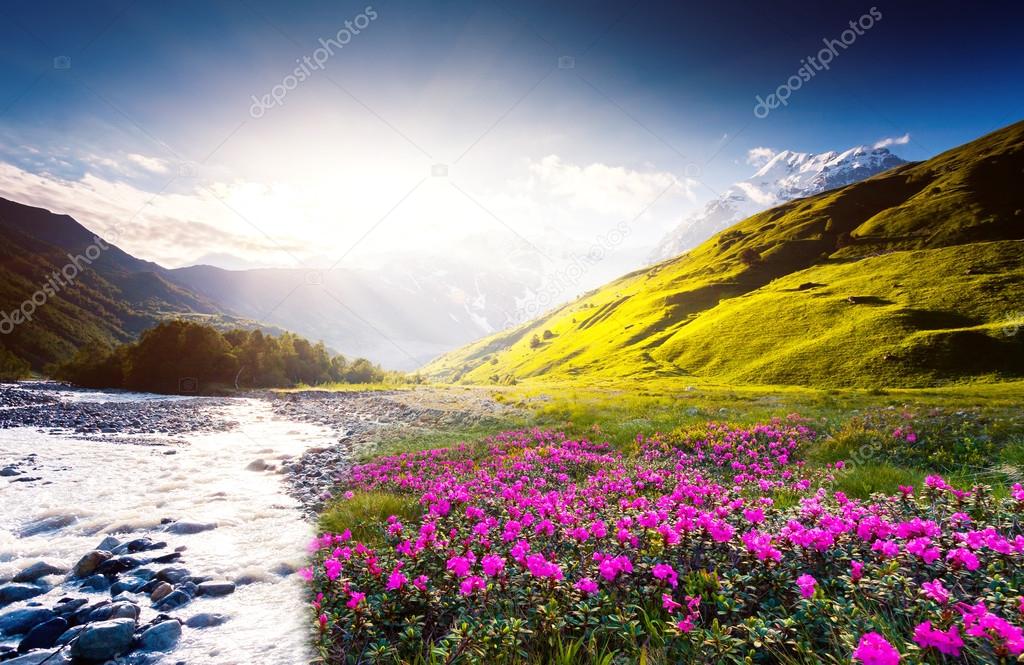 Colorful sunset and rhododendron bloom