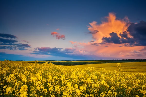Fantastic field at dramatic sky — Stock Photo, Image
