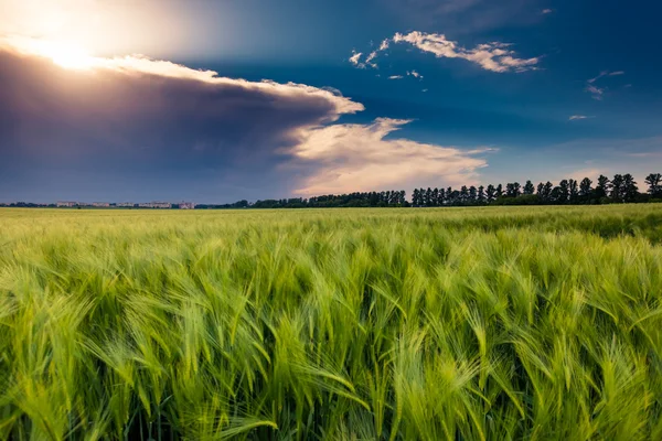 Fantastic wheat field — Stock Photo, Image