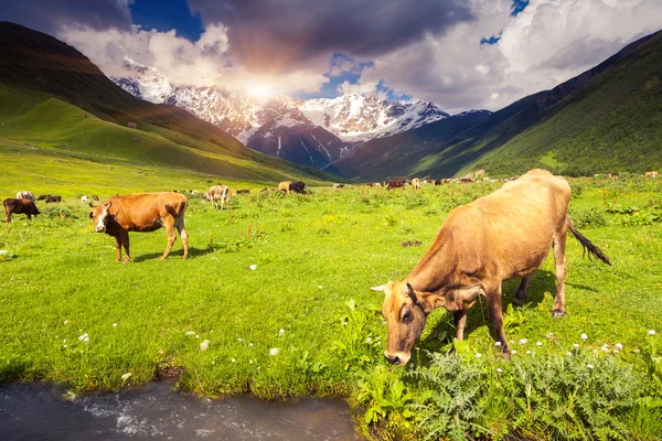 고산 지대에서 풀을 뜯고 있는 소들 — 스톡 사진