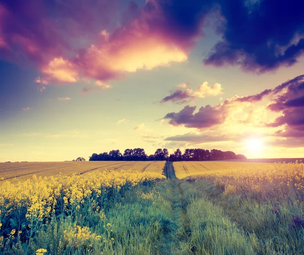 Fantastic field at dramatic sky — Stock Photo, Image