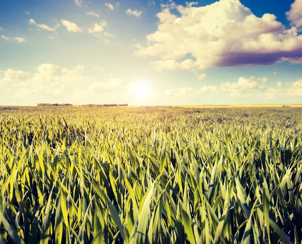 Fantastic field at dramatic sky — Stock Photo, Image