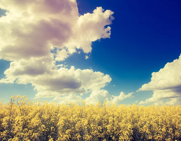 Fantastic field at dramatic sky — Stock Photo, Image