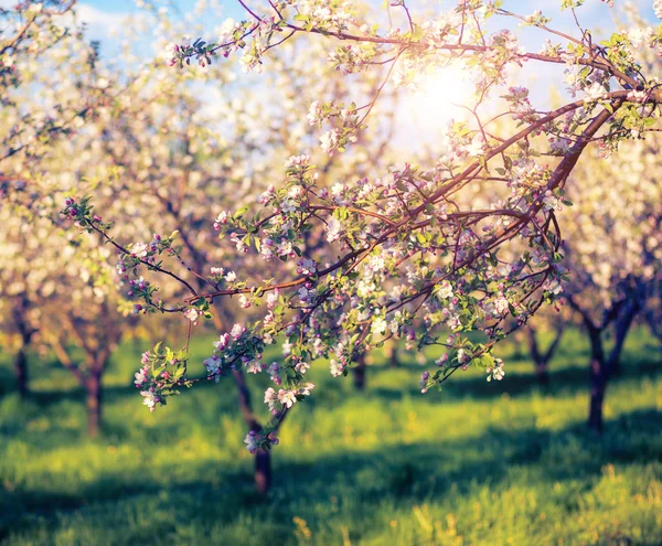 봄에 꽃피는 사과 과수원 — 스톡 사진