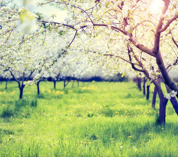 Fioritura frutteto di mele in primavera — Foto Stock