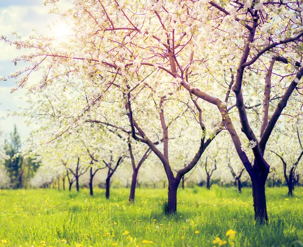 Pomar de maçã florescente em primavera — Fotografia de Stock