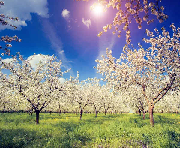 사과 과수원과 푸른 하늘 — 스톡 사진