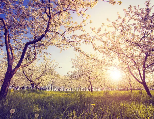 Blossoming apple orchard — Stock Photo, Image