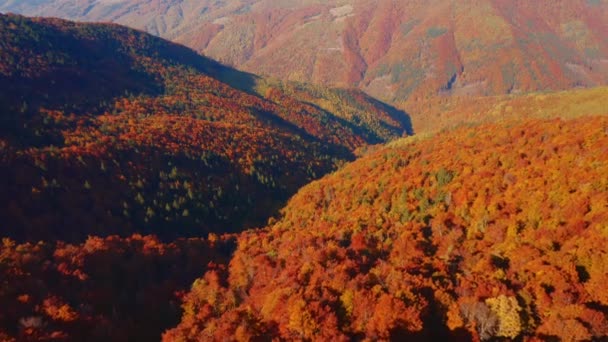 Tiroteio Quadricóptero Uma Floresta Colorida Pitoresca Filmado Vídeo Drone — Vídeo de Stock