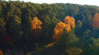 Sabahları sonbahar ormanında uçan bir dronun muhteşem manzarası. 4k, İHA videosu ile çekilmiştir..