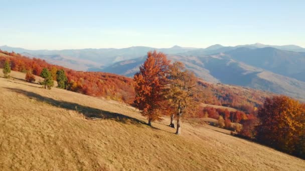 Shooting Quadcopter Picturesque Scene Sunny Day Filmed Drone Video — Stock Video