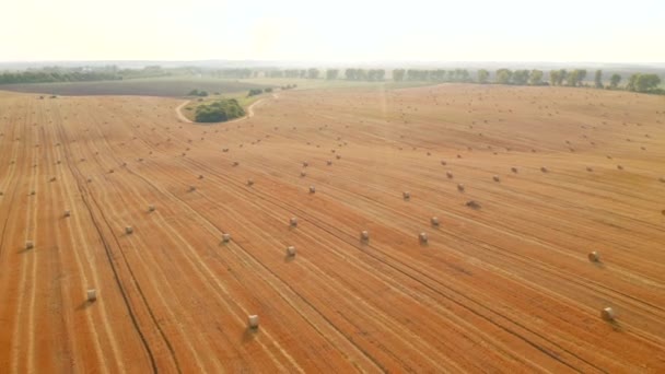 Střelba Kvadratury Letící Nad Zlatým Polem Balíky Pšeničné Slámy Natočeno — Stock video