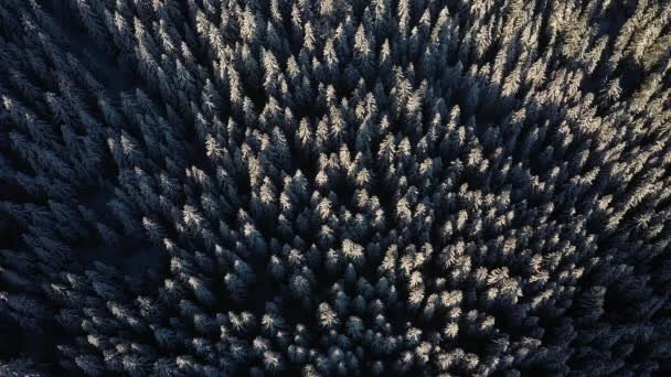 Paisagem Inverno Com Abetos Nevados Congelados Air Top Flyover Tiro — Vídeo de Stock