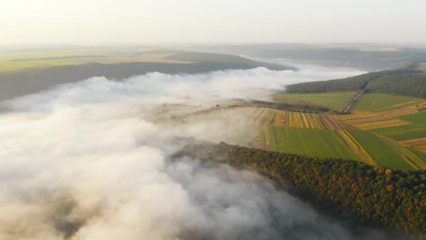 夜明けに霧の多い農村風景の風景トップビュー 映画のドローンは農地の飛行ショット — ストック動画