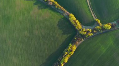 Güneşli bir günde Idyllic tarım alanı ve yeşil dalgalı alanlar. 4K 'da çekilmiş..