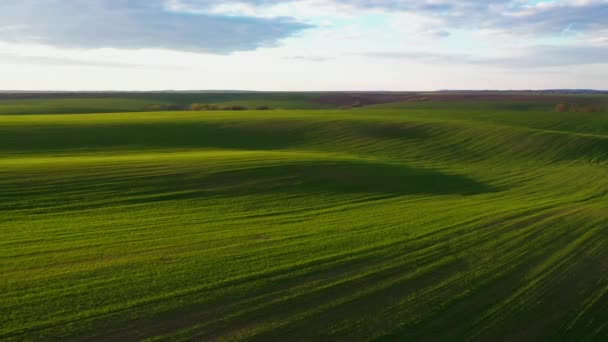 Idylliczny Obszar Rolniczy Zielone Faliste Pola Słoneczny Dzień Nakręcone — Wideo stockowe