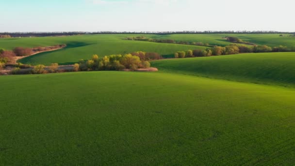 Idyllische Landbouwgebied Groene Golvende Velden Zonnige Dag Gefilmd — Stockvideo