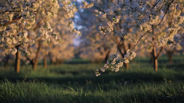 夜光の中で桜の木が咲く絵のような装飾庭園 — ストック動画