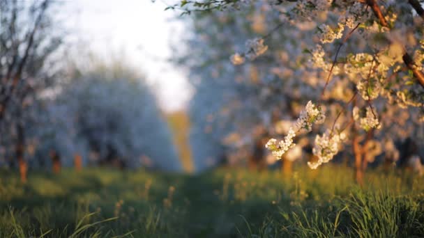 晴れた日には緑豊かな桜が咲く観賞用の庭園 — ストック動画
