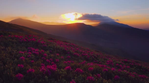 Atractiva Puesta Sol Verano Con Flores Rododendro Rosa Ubicación Lugar — Vídeo de stock