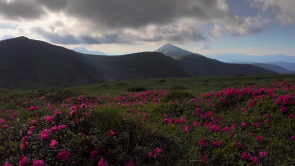 灿烂的风景 阳光明媚的夏日 开着粉红色的杜鹃花 乌克兰喀尔巴阡山脉 异国情调的夏季场景发现地球的美丽 以4K视频拍摄 — 图库视频影像