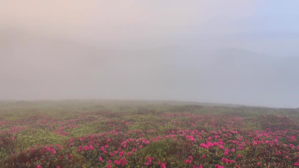 ピンクのシャクナゲの花と晴れた夏の日に素晴らしい風景 場所カルパチア山脈 ウクライナ ヨーロッパ タイムラプスビデオ 地球の美しさを発見 4Kビデオで撮影 — ストック動画