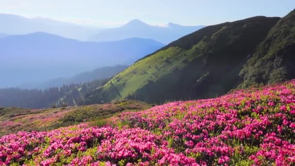 Paisagem Esplêndida Dia Ensolarado Verão Com Flores Rododendro Rosa Localização — Vídeo de Stock