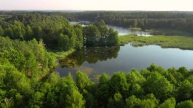 Güneşli bir günde mavi göller ve yeşil ormanlar için mükemmel bir kuş bakışı. Konum Küçük Polissya, Ukrayna, Avrupa. Sinematik hava çekimi. Toprağın güzelliğini keşfedin. 4k, İHA videosu ile çekilmiştir..