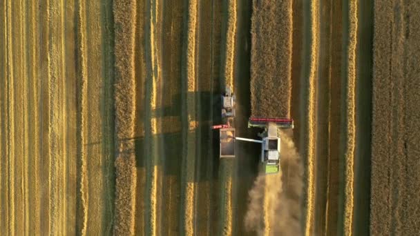 Drone Vola Sopra Carrello Grano Raccogliendo Grano Una Combinazione Durante — Video Stock