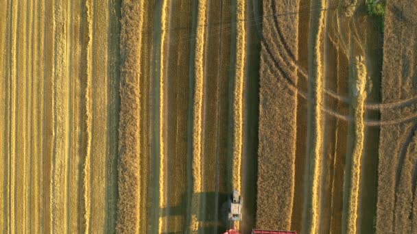 無人機は晴れた日に小麦畑で働く収穫機の上を飛ぶ ウクライナの農業地域 ヨーロッパの場所 空中での撮影 収穫の季節 4Kで撮影されたドローンビデオ — ストック動画