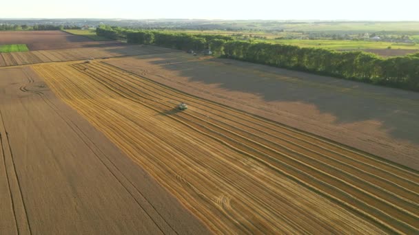 阳光灿烂的日子里 无人机飞过在麦田里干活的收割者 欧洲乌克兰农业区 电影空中拍摄 收获庄稼的季节 以4K 无人驾驶视频拍摄 — 图库视频影像