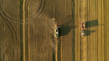 Drone güneşli bir günde buğday tarlasında çalışan hasatçıların üzerinde uçar. Ukrayna tarım bölgesinin yeri, Avrupa. Sinematik hava çekimi. Ekin toplama mevsimi. 4k, İHA videosu ile çekilmiştir..