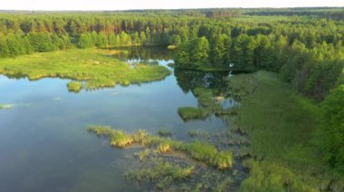 Güneşli bir günde mavi göllerin ve yeşil ormanların muhteşem manzarası. Küçük Polissya 'nın yeri, Ukrayna, Avrupa. Sinematik hava çekimi. Toprağın güzelliğini keşfedin. 4k, İHA videosu ile çekilmiştir..