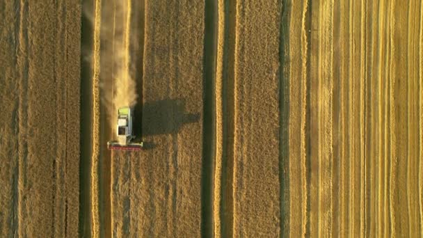 从收获成熟小麦作物的组合的高度来看 欧洲乌克兰农业区 电影空中拍摄 收获庄稼的季节 以4K 无人驾驶视频拍摄 — 图库视频影像