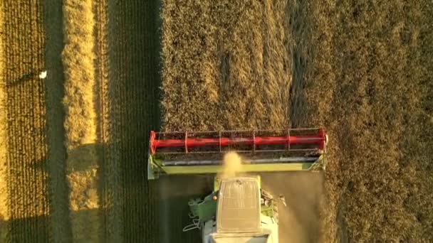 Drone Vuela Sobre Cosechadora Industrial Campo Agrícola Cosechando Trigo Lugar — Vídeo de stock