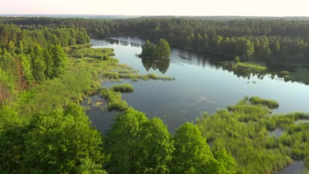 มมองท สวยงามของทะเลสาบท สงบและป าเข ยวในว แดดจ สถานท งของ Small Polissya — วีดีโอสต็อก