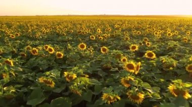 Drone güneşli bir günde parlak sarı ayçiçekleri ile cennet gibi bir arazide uçar. Ukrayna 'nın tarım bölgesinin yeri, Avrupa. Sinematik hava çekimi. Toprağın güzelliği. 4k, İHA videosu ile çekilmiştir..