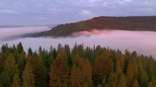 黎明时分 无人机飞过一个风景如画的雾蒙蒙的山谷 乌克兰喀尔巴阡山脉 电影空中拍摄 探索世界之美 以4K 无人驾驶视频拍摄 — 图库视频影像