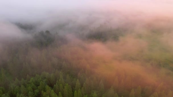 Беспилотник Пролетает Над Драматическим Хвойным Лесом Покрытым Туманом Место Расположения — стоковое видео