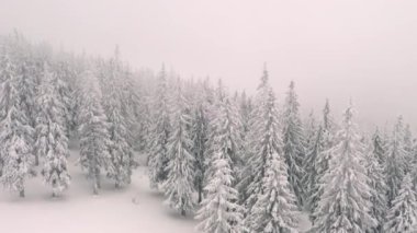 Kuş bakışı, kar desenli çayırların muhteşem manzarası. 4k, İHA videosu ile çekilmiştir..