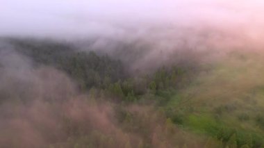 Bir dron sis kaplı dramatik bir kozalaklı ormanın üzerinde uçar. 4k, İHA videosu ile çekilmiştir..