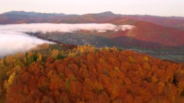 Renkli ormanın üzerinde gündüz uçan bir dronun çekici görüntüsü. 4k, İHA videosu.